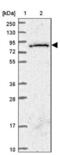 Small G Protein Signaling Modulator 3 antibody, NBP2-13304, Novus Biologicals, Western Blot image 