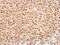 Kruppel Like Factor 5 antibody, NBP1-32245, Novus Biologicals, Immunohistochemistry paraffin image 