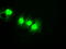 Cytochrome P450 Oxidoreductase antibody, TA500572, Origene, Immunofluorescence image 