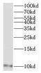 Mitochondrial Ribosomal Protein L27 antibody, FNab05324, FineTest, Western Blot image 