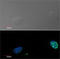 KI-67 antibody, AM01167PU-N, Origene, Immunofluorescence image 