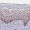 RNA Polymerase II Subunit D antibody, NBP1-92280, Novus Biologicals, Immunohistochemistry paraffin image 