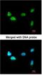 Scm Polycomb Group Protein Homolog 1 antibody, NBP1-32517, Novus Biologicals, Immunofluorescence image 