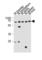 Zinc Finger Protein 654 antibody, abx031154, Abbexa, Western Blot image 