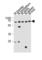 Zinc finger protein 654 antibody, abx031154, Abbexa, Western Blot image 