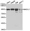 Mitotic spindle assembly checkpoint protein MAD1 antibody, TA326955, Origene, Western Blot image 