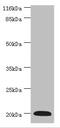 G0/G1 Switch 2 antibody, abx318348, Abbexa, Western Blot image 