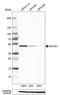 DnaJ Heat Shock Protein Family (Hsp40) Member A1 antibody, NBP1-88019, Novus Biologicals, Western Blot image 