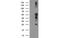 Protein Tyrosine Phosphatase Non-Receptor Type 1 antibody, MBS838794, MyBioSource, Western Blot image 