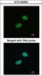 WT1 Transcription Factor antibody, LS-C109316, Lifespan Biosciences, Immunofluorescence image 