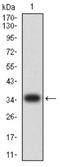 Cold Inducible RNA Binding Protein antibody, NBP2-61735, Novus Biologicals, Western Blot image 