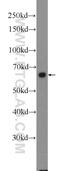 Frizzled Class Receptor 5 antibody, 21519-1-AP, Proteintech Group, Western Blot image 