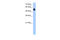 Cysteine Rich Secretory Protein LCCL Domain Containing 2 antibody, 30-566, ProSci, Enzyme Linked Immunosorbent Assay image 