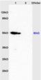 Caspase 9 antibody, orb1677, Biorbyt, Western Blot image 