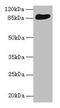 THAP Domain Containing 12 antibody, LS-C318295, Lifespan Biosciences, Western Blot image 