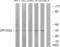 Olfactory Receptor Family 10 Subfamily G Member 2 antibody, abx015357, Abbexa, Western Blot image 