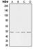 Transcription Factor AP-2 Alpha antibody, orb214653, Biorbyt, Western Blot image 