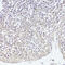 Twist Family BHLH Transcription Factor 1 antibody, 19-004, ProSci, Immunohistochemistry frozen image 