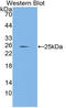 LAMA1 antibody, LS-C314549, Lifespan Biosciences, Western Blot image 