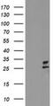 Polysaccharide Biosynthesis Domain Containing 1 antibody, MA5-25601, Invitrogen Antibodies, Western Blot image 