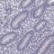 Adhesion G Protein-Coupled Receptor G2 antibody, HPA050029, Atlas Antibodies, Immunohistochemistry frozen image 