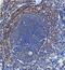 Interleukin 18 antibody, PB9014, Boster Biological Technology, Immunohistochemistry paraffin image 