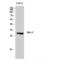Msh Homeobox 2 antibody, LS-C384683, Lifespan Biosciences, Western Blot image 