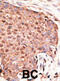 Zinc Finger MIZ-Type Containing 1 antibody, abx032745, Abbexa, Immunohistochemistry paraffin image 