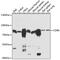 CD86 antibody, 16-756, ProSci, Western Blot image 