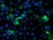 Nudix Hydrolase 9 antibody, M07995, Boster Biological Technology, Immunofluorescence image 