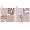 WD Repeat Domain 54 antibody, NBP1-82275, Novus Biologicals, Immunohistochemistry paraffin image 