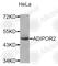 Adiponectin Receptor 2 antibody, A4969, ABclonal Technology, Western Blot image 