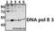 DNA Polymerase Delta 3, Accessory Subunit antibody, A05111-1, Boster Biological Technology, Western Blot image 