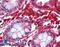 Stathmin 1 antibody, LS-B4830, Lifespan Biosciences, Immunohistochemistry frozen image 