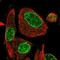 ARH1 antibody, NBP2-55160, Novus Biologicals, Immunofluorescence image 