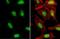 Nuclear Factor, Erythroid 2 Like 2 antibody, NBP1-32822, Novus Biologicals, Immunocytochemistry image 