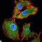 Interleukin 34 antibody, LS-C812655, Lifespan Biosciences, Immunofluorescence image 