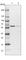 Integrator complex subunit 11 antibody, HPA029025, Atlas Antibodies, Western Blot image 