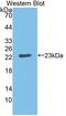 CD40 Molecule antibody, LS-C372711, Lifespan Biosciences, Western Blot image 