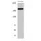 BCL6 Corepressor antibody, LS-C382264, Lifespan Biosciences, Western Blot image 