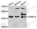 Protein Arginine Methyltransferase 6 antibody, A7814, ABclonal Technology, Western Blot image 