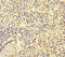 Integrin Subunit Alpha 2b antibody, orb352365, Biorbyt, Immunohistochemistry paraffin image 