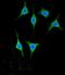 Amylase Alpha 2A (Pancreatic) antibody, LS-B11116, Lifespan Biosciences, Immunofluorescence image 