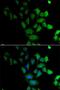 SP1 antibody, LS-C748578, Lifespan Biosciences, Immunofluorescence image 