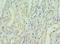 Eukaryotic Translation Initiation Factor 3 Subunit E antibody, LS-C375645, Lifespan Biosciences, Immunohistochemistry frozen image 