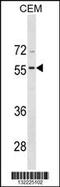 Bone Morphogenetic Protein 8a antibody, 60-702, ProSci, Western Blot image 
