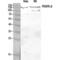 Platelet Derived Growth Factor Receptor Beta antibody, LS-C385417, Lifespan Biosciences, Western Blot image 