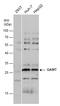 Guanidinoacetate N-Methyltransferase antibody, GTX130872, GeneTex, Western Blot image 