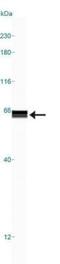 5-Hydroxytryptamine Receptor 3A antibody, NB100-56351, Novus Biologicals, Western Blot image 