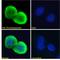 Thrombospondin 1 antibody, LS-B4155, Lifespan Biosciences, Immunofluorescence image 